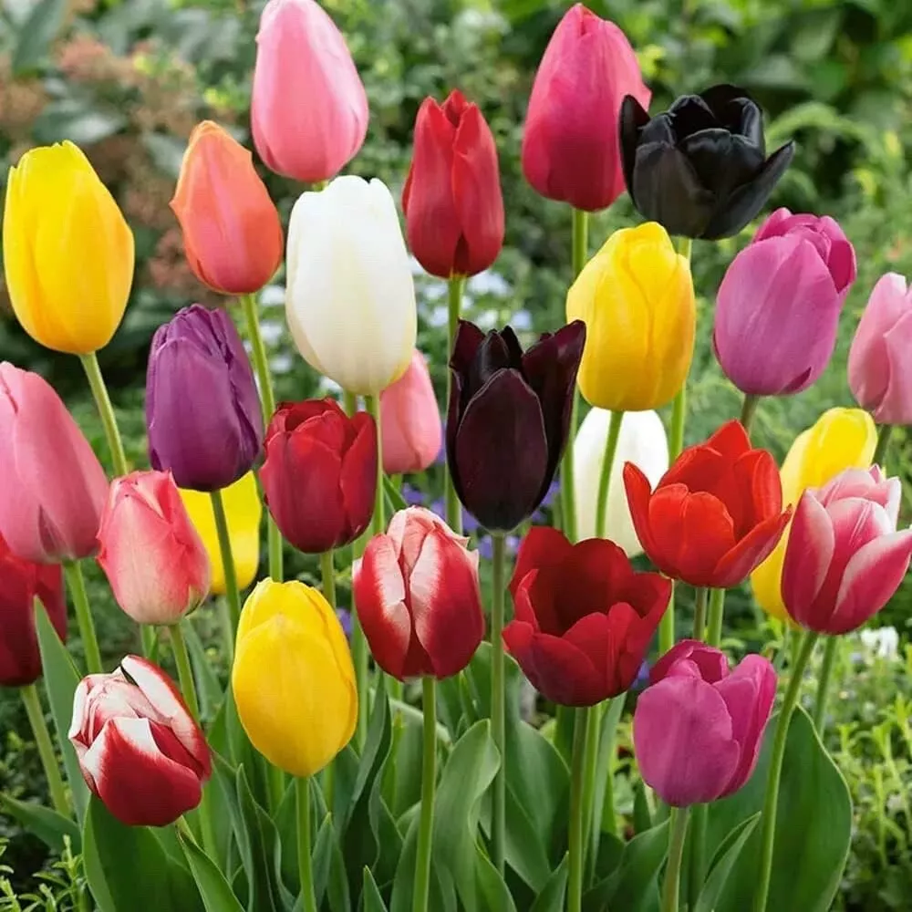 Mixed Tulip Bulbs Varieties Collection Tulip Bulbs for Gardens 5 Bulbs U... - $31.88