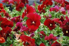 200 Sorbet XP Red Blotch Pansy (Viola) Seeds - $9.99