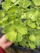 SUMMER SPECIAL (15) Water Lettuce Koi Pond Floating Plants Rid Algae Sha... - $32.99