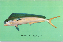 Dolphin Sporting Game Fish Ocean City Maryland Postcard - £4.03 GBP