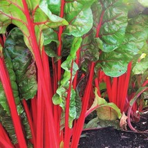 Ruby Red Rhubarb Swiss Chard Seeds Vegetable Vulcan Rainbow Silver Beet Silverbe - $7.90