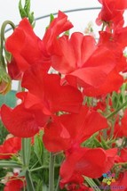 HS  50+ Dave Thomas Sweet Pea Seeds For Garden Planting - USA  - £5.33 GBP