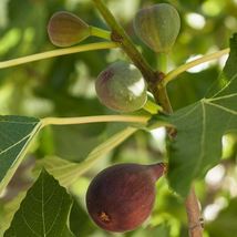Fig Tree - &#39;Brown Turkey&#39; - Fruiting Fig Tree - Ficus Carica - £25.30 GBP