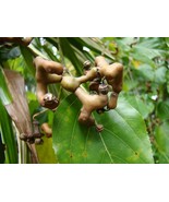 5 Seeds Hovenia Dulcis Japanese Raisin Tree Honey Tree - £15.94 GBP