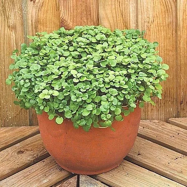 501 Watercress Seeds Non Gmo Indoors Container Shade Herb - £5.48 GBP