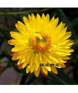 US-Virgo Straw Seeds Wax Garden Potted Ornamental Flowers 20Pcs - $8.02