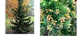 Live Plant - Black Dragon Japanese Cedar Tree - 6-12&quot; Tall Seedling - Quart Pot - £49.48 GBP