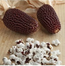 20 Red Strawberry Popcorn Seedszea Mays Rare Ruby Indian Corn Maize Garden  From - £6.60 GBP