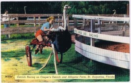 Postcard Ostrich Racing Casper&#39;s Ostrich &amp; Alligator Farm St Augustine F... - £5.34 GBP