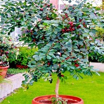 20 Strawberry Guava Tree Seeds (Psidium Cattleianum) Edible Garden Fruit Plant - £11.25 GBP