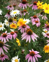 500 Wildflower Mix Seeds SHADE with Perennials Pollinators NonGMO Heirloom - £7.96 GBP