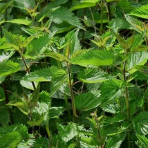 Stinging Nettle Urtica Dioica 150 Seeds Usa Fast Shipping - £23.11 GBP