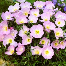 US Seller 2000 Seeds Of Showy Evening Primrose Fresh Flower Pink Ladies - £26.13 GBP