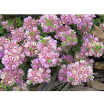 Verticordia Halophila Seeds Salt Loving Featherflower Pink Salt Loving Verticord - $8.18