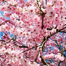 Cherry Blossom Dream - 10 Pink Sweet Cherry Plant Seeds, Garden Enthusiast Gift, - £2.37 GBP