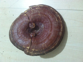 1 oz. Reishi Mushroom (Ganoderma lucidum) Organic &amp; Kosher China - £2.30 GBP
