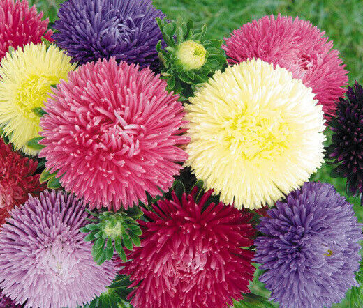 Primary image for 100 Mixed Aster Powderpuff Flower Seeds Colorful Callistephus Chinensis
