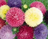 100 Mixed Aster Powderpuff Flower Seeds Colorful Callistephus Chinensis - £11.97 GBP