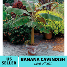Musa Dwarf Cavendish Banana Tree Live Plant Banana Cavendish Fruit Plant - £31.65 GBP