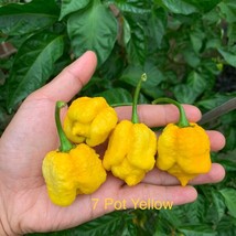 7 Pot Yellow Pepper Seeds Usa Seller - $9.00