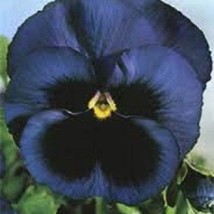 USA SELLER 35 Viola Navy Blue Swiss Giant Ullswater Shade Loving Perennial Flowe - £15.32 GBP