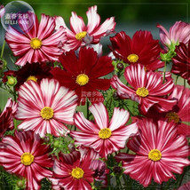 Cosmos Coreopsis Blackish Coffee Red Striped Dark Red White Rose Red Perennial F - £6.06 GBP