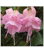 US-50pcs/bag Fuchsia Seeds Potted Flowers seeds,bonsai seeds for home ga... - $8.02