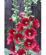 50 Hollyhock Country Romance Mix Alcea Rosea Bulk Seeds - $219.02 MXN