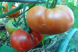 Rutgers - the tomato that made New Jersey famous - $5.00