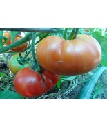 Rutgers - the tomato that made New Jersey famous - $5.00