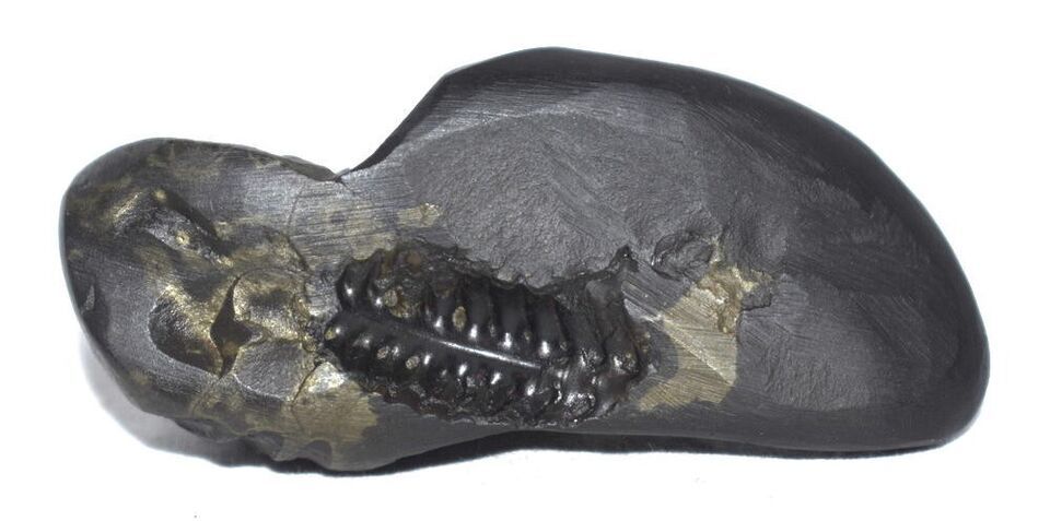 Sacred Shesha Ananta Shaligram - Gandaki River Nepal Item image 8