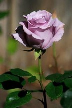 10 SEEDS DOUBLE PURPLE ROSE GROW QUICKLY HEIRLOOM SEEDS STUNNING GARDENS - £6.38 GBP