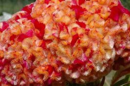 30 Celosia Cristata Kurume Corona Cockscomb Seeds Bi-Color Flower - £14.20 GBP