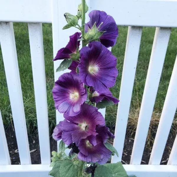 8 Seeds Hollyhock Purple Halo Bred Rust &amp; Deer Resistant Perennial Flower - $9.90