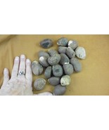 (tn-42) 1 pound natural Tagua Nut whole nuts craft Carving Dried plain u... - $55.27 CAD