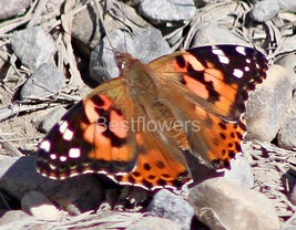 Painted Lady Butterfly #2 - 8x10 Framed Photograph - $25.00