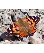 Painted Lady Butterfly #2 - 8&quot; x 10&quot; Mounted Photograph - $41.51 CAD