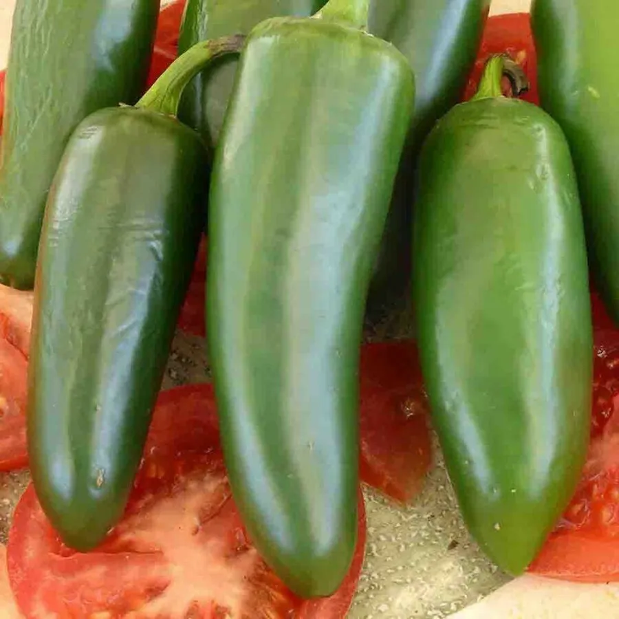 600 Milligrams Pepper Serrano Easy To Grow Produces Dozens Of Crisp Zesty Fruits - £14.01 GBP