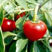 Item image 1 image 1