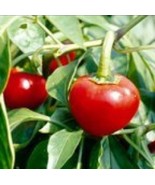 SRN Ramnad Mundu Chili Pepper Seeds 20 Spicy Indian Garden - $17.16 CAD