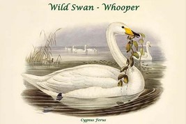 Cygnus Ferus - Wild Swan - Whooper by John Gould - Art Print - £17.63 GBP+