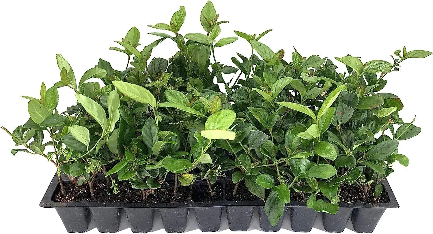 Viburnum Suspensum 10 Live Plants Privacy Hedge - $65.25