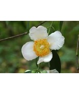 Dried Mesua ferrea: Valuable Herb for Health and Beauty 100 g - $29.70