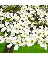 BS 10 White American Flowering Dogwood Tree Seeds Cornus 5 Fast Grow - $18.60 CAD