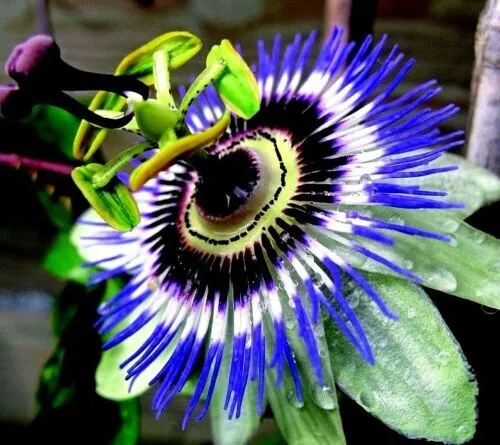 Hardy Blue Crown Passiflora Caerulea Passion Flower Rooted Baby Plant - £20.39 GBP