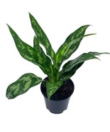 Aglaonema Commutatum, 4 inch, Chinese Evergreen, Golden Philippine - $518.17 MXN