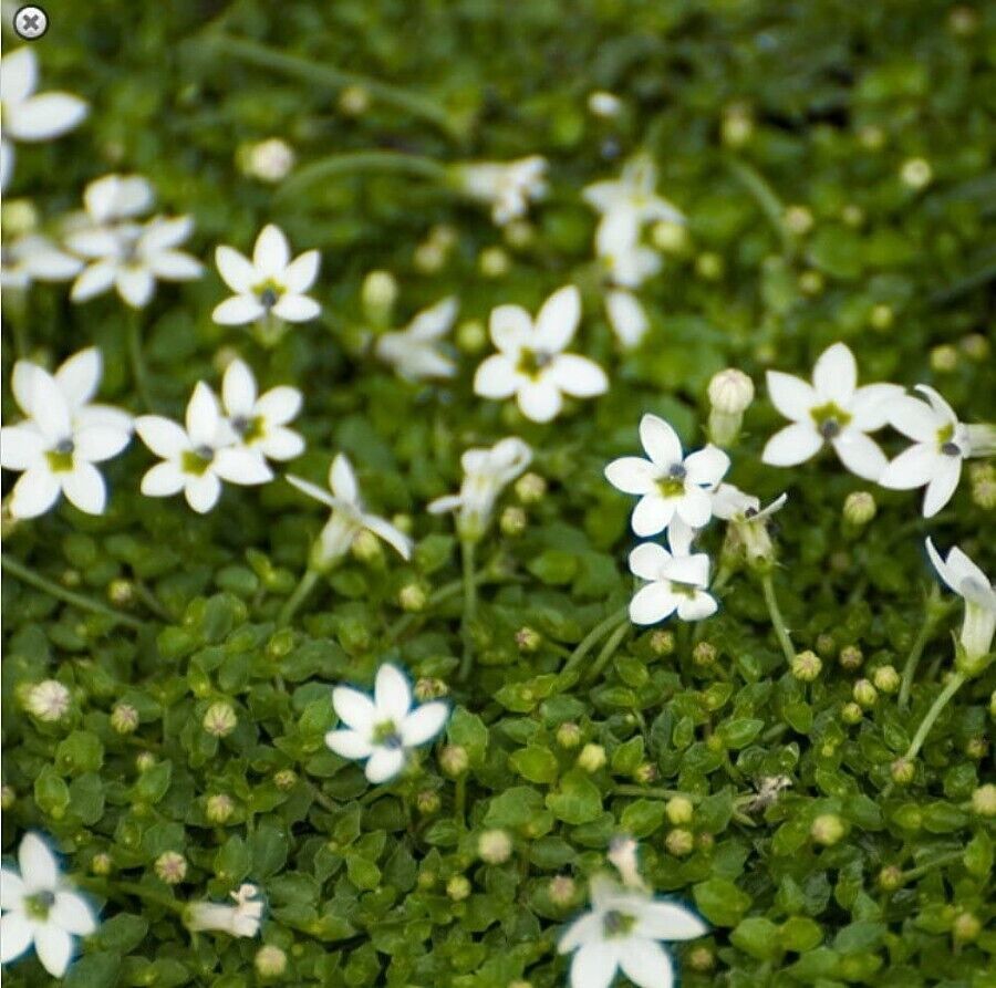 Live Plant 2.5" Pot Alpine White Star Creeper Isotoma Easy To Grow Fairy Outdoor - $37.80