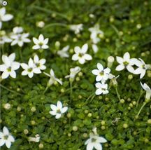 Live Plant 2.5&quot; Pot Alpine White Star Creeper Isotoma Easy To Grow Fairy... - £30.12 GBP