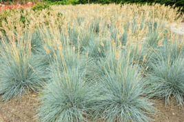 100 Seeds Blue Fescue Grass Festuca Cinerea Glauca Silvery Blue Ornamental US - £7.07 GBP