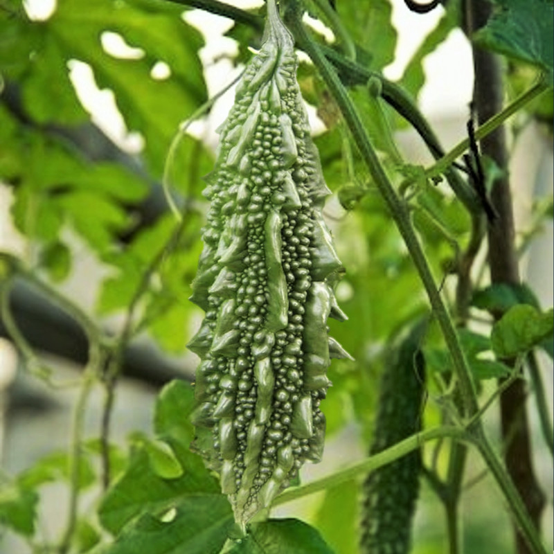 PSA Black Pearl Bitter Melon Indian Bitter Gourd Dark Karela Goya Fast Grow - $13.60